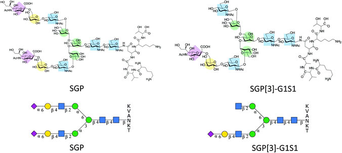 Structural representation of SGP and SGP A2[3]G1S1