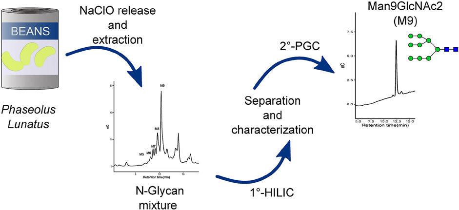 Ludger - purification and characterisation process of MAN 9 from Phaseolus lunatus