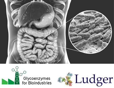 Ludger Publication in Nature Microbiology - On breakdown of complex N-glycans by gut Bacteroides