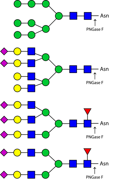 Ludger Endoglycosidases - PNGase-F