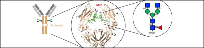 Ludger Publication - Antibodies