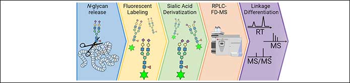 Ludger Publication - Linkage Differenciation